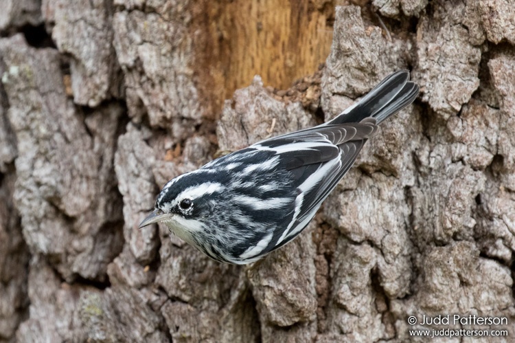 Black-and-white Warbler, Sweetwater Wetlands, Alachua County, Florida, United States
